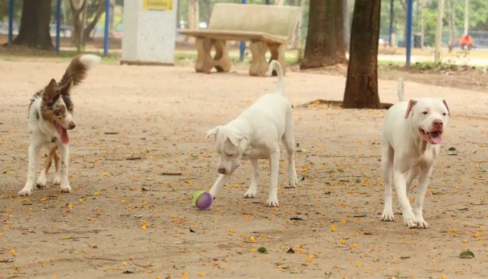 Lei torna crime exercício ilegal da medicina veterinária